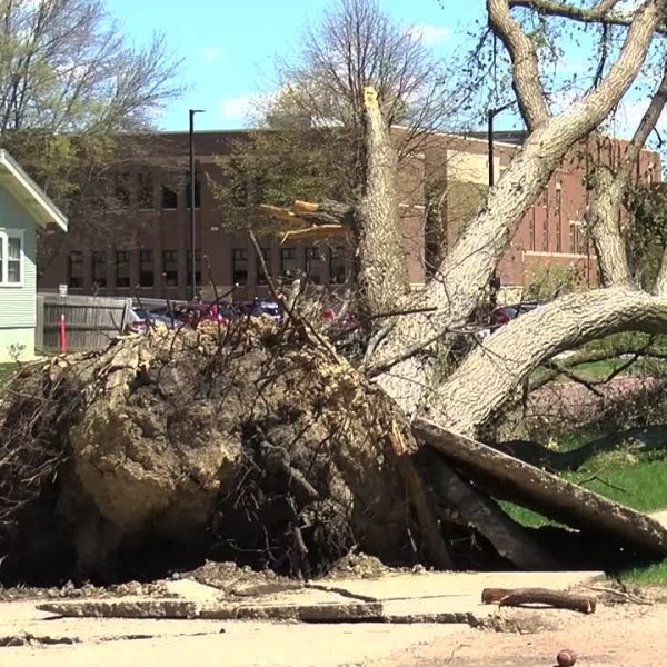 5月12日风暴后布鲁金斯的树木受损
