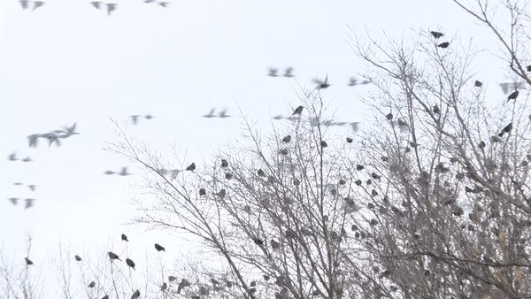 黑鸟聚集在苏福尔斯东南部