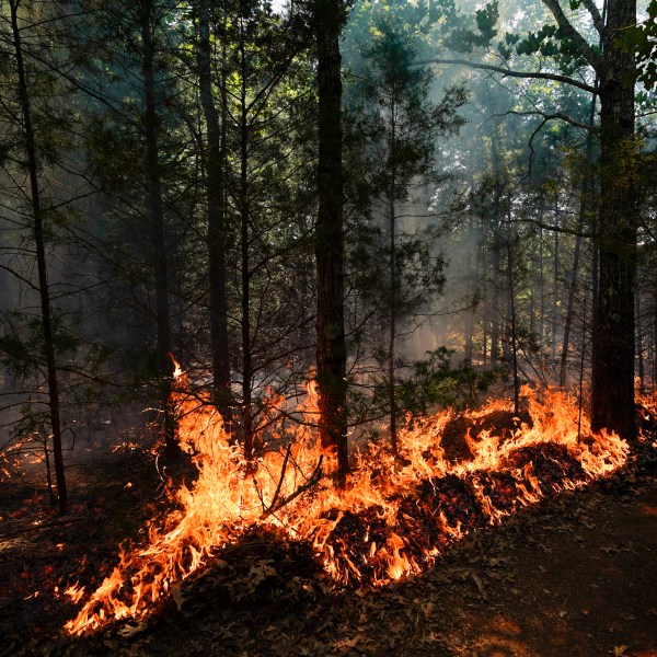 规定的火燃烧在荒地消防队员培训星期五,6月9日,2023年,阿拉巴马州淡褐色的绿色。美国林务局之间的伙伴关系和四个黑人学院和大学开设的眼睛颜色的学生从未见自己是森林大火战斗。(美联社照片/乔治·沃克(四)